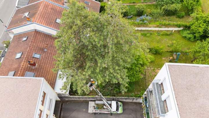 Abattage d’arbres à Nancy
