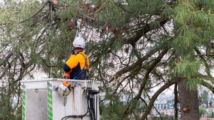 Travaux d’élagage à Nancy