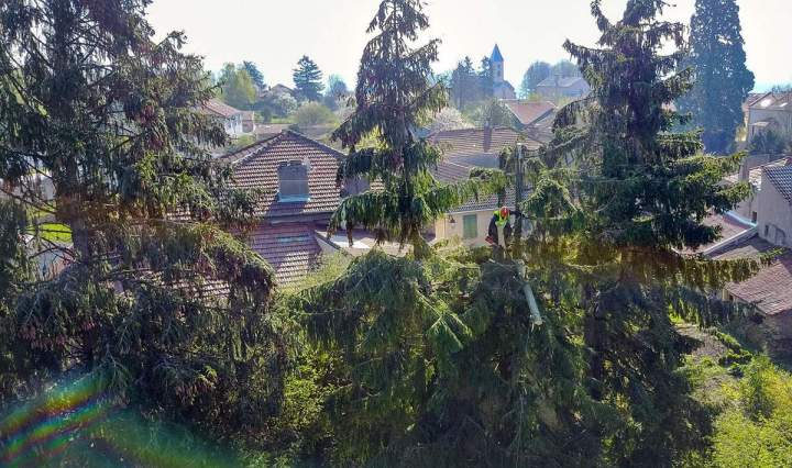 Retrait d’arbres dangereuses et malades