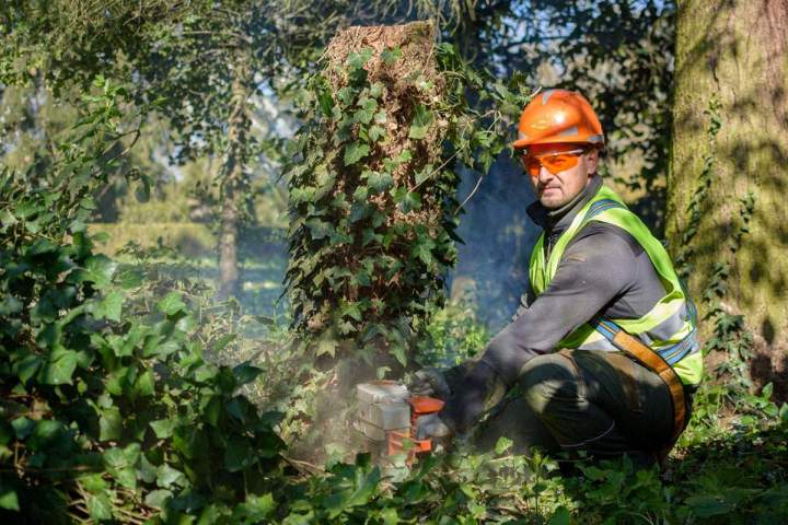 Extraction de racines et de souches